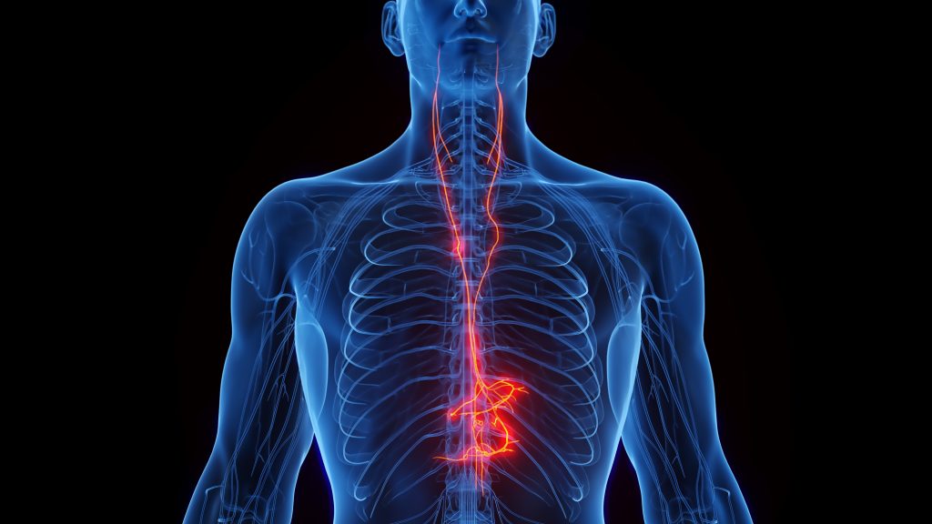 The Vagus Nerve: Your Body's "Rest and Digest" Pathway – Supported by a Multidisciplinary Approach at Falcon Health